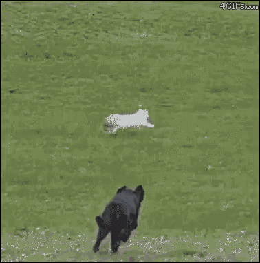 Cat being chased