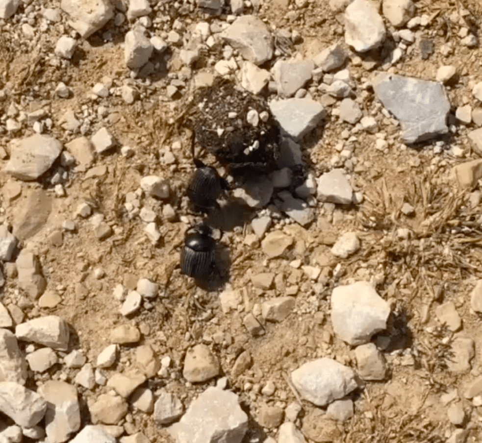 Screen Shot 2020-04-17 at 4.11.43 PM